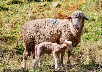 Sheep standing in a field