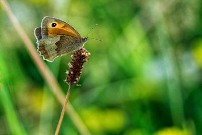 Close-up of butterfly on flower