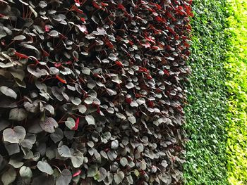 Full frame shot of plants