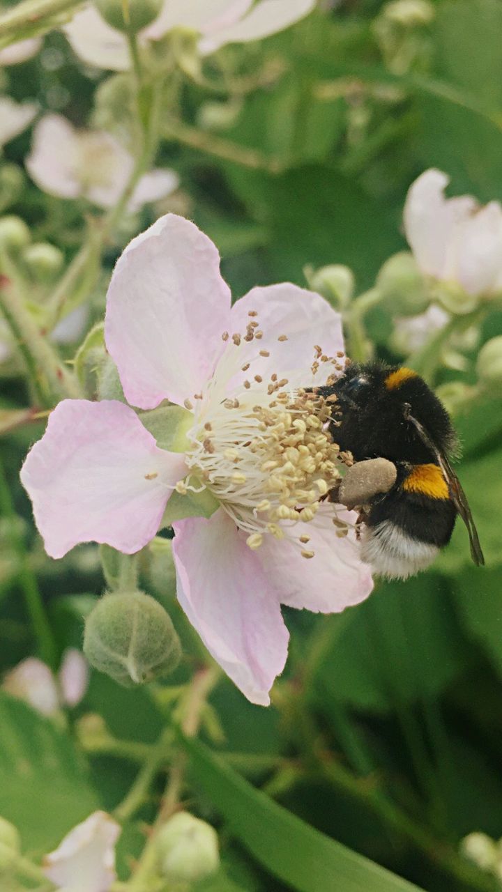 CLOSE-UP OF HONEY BEE ON FLOWER