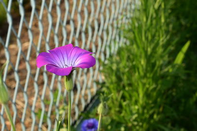 Close-up of purple flowering plant