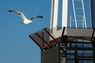 Low angle view of seagulls perching on railing