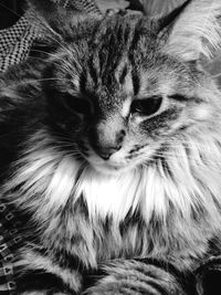Close-up portrait of cat