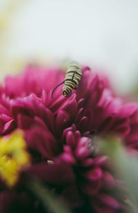 Close-up of insect on flower