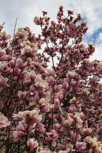 Low angle view of pink flowering tree
