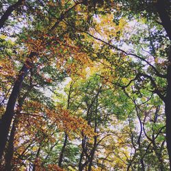 Low angle view of trees