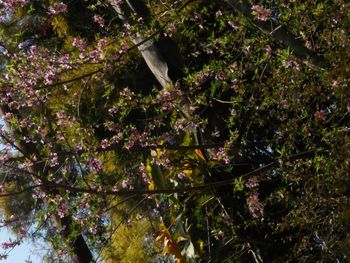 Low angle view of cherry blossom tree
