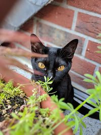 Portrait of black cat on plant