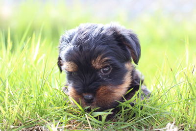 Portrait of puppy on field