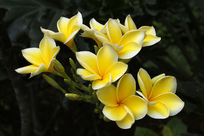 Close-up of yellow flowering plant