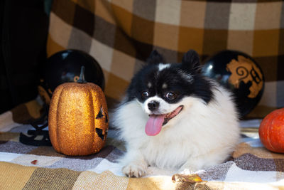 Portrait of dog relaxing at home