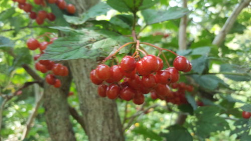 Close-up of berries growing on tree