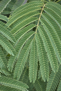 Texture of branches and leaves of albizia as tropical background. albizia julibrissin, silk plants