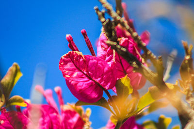 Close-up of pink flowering plant against blue sky