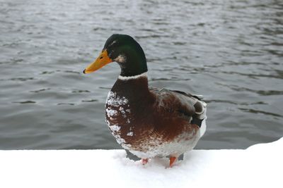 Close-up of duck swimming in lake during winter