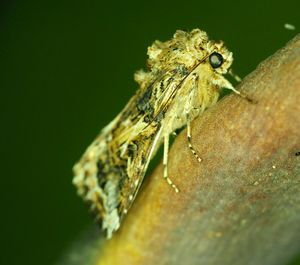 Close-up of insect on plant