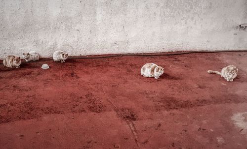 High angle view of cats against wall