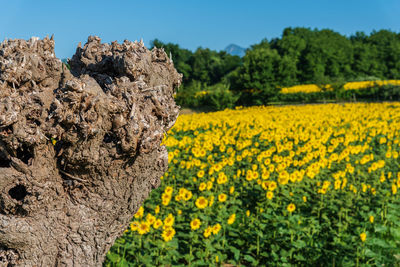 Yellow flowers growing on field