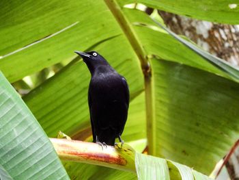 Close-up of bird perching on tree