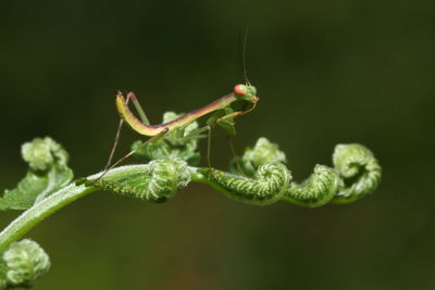 Close-up of insect on plant