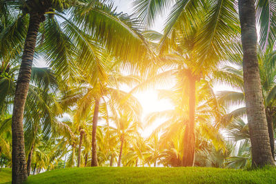 Trees in forest against bright sun