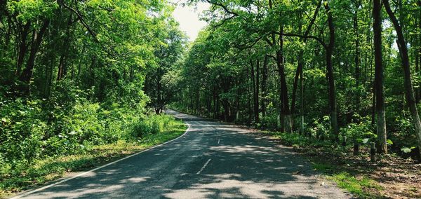 Road amidst trees in forest