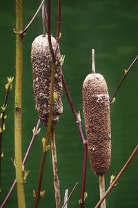 Close-up of a lizard on a plant