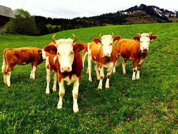 Cows on field against sky