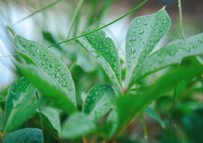 Close-up of wet plant leaves during rainy season