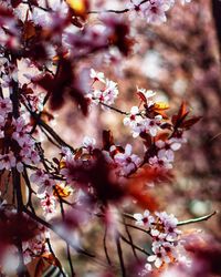 Close-up of pink cherry blossoms in spring