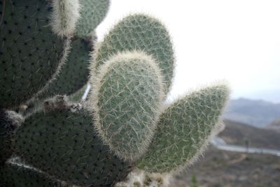 Close-up of cactus growing on field