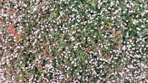 Full frame shot of flowering plants