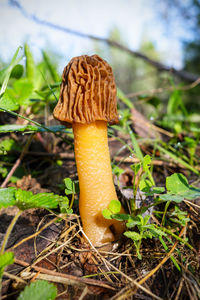 Close-up of mushroom growing on field