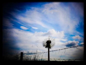 Close-up of flower against sky