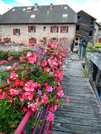 Pink flowering plants outside house in yard