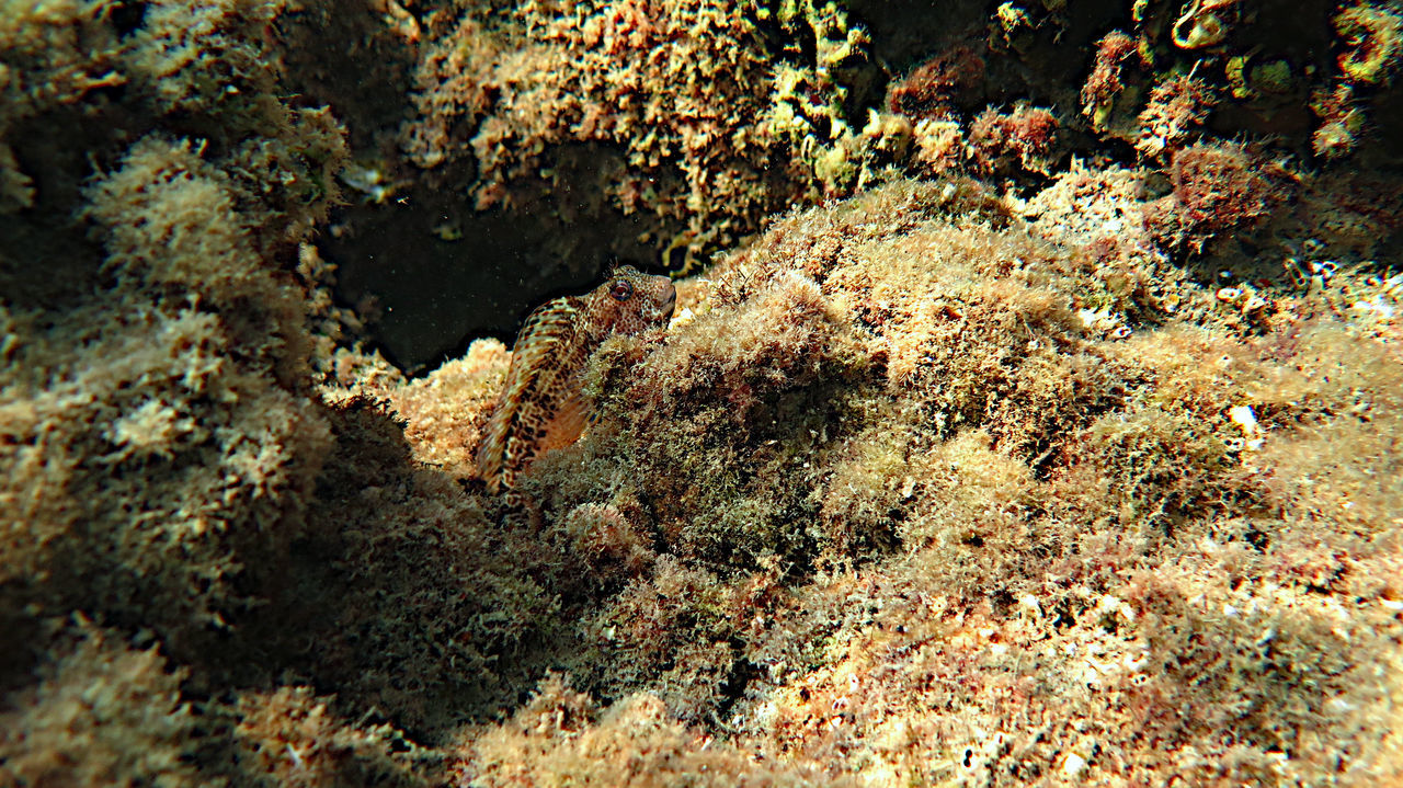 reef, nature, no people, soil, day, marine biology, underwater, high angle view, full frame, sunlight, backgrounds, water, outdoors, land, beauty in nature, close-up, coral, coral reef, growth, tranquility, plant, animal wildlife, animal, sea