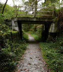 Bridge in forest