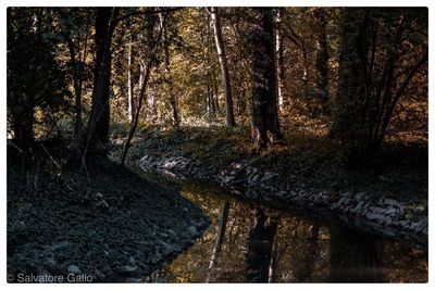 Sunlight falling on trees in forest