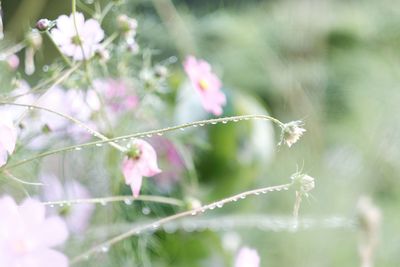 Close-up of flowers with droplets in garden