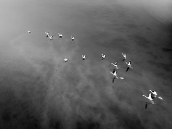High angle view of seagulls flying over lake