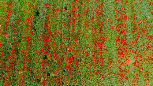 Full frame shot of red wall