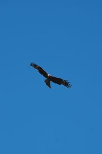 Low angle view of eagle flying in sky