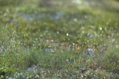 Close-up of water drops on grass