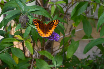 Close-up of butterfly on flower