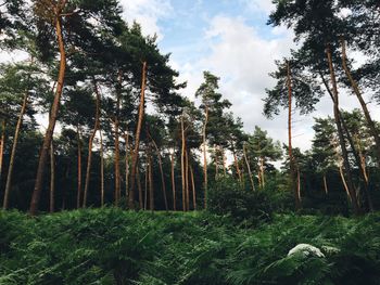 Scenic view of trees against sky