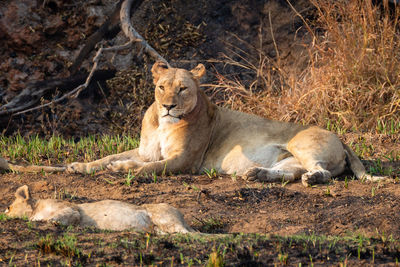 Cat resting on a land