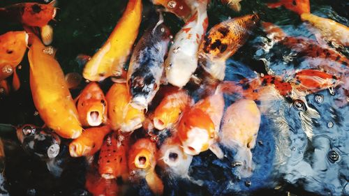 High angle view of koi carps swimming in pond