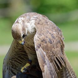 Close-up of bird perching