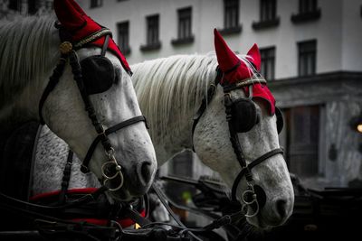 Close-up of horse cart