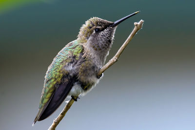 Close-up of bird perching outdoors